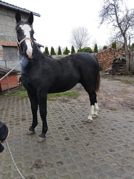 Sprzedam gierka śląskiego po Milano