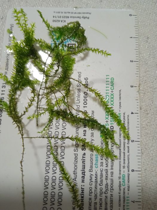 Акваріумні рослини