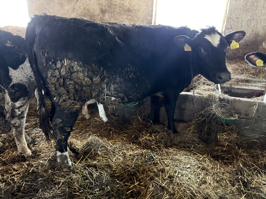 Sprzedam Jałówki wysokocielne