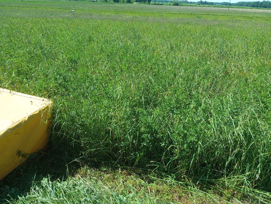 siano/sianokiszonka 2025