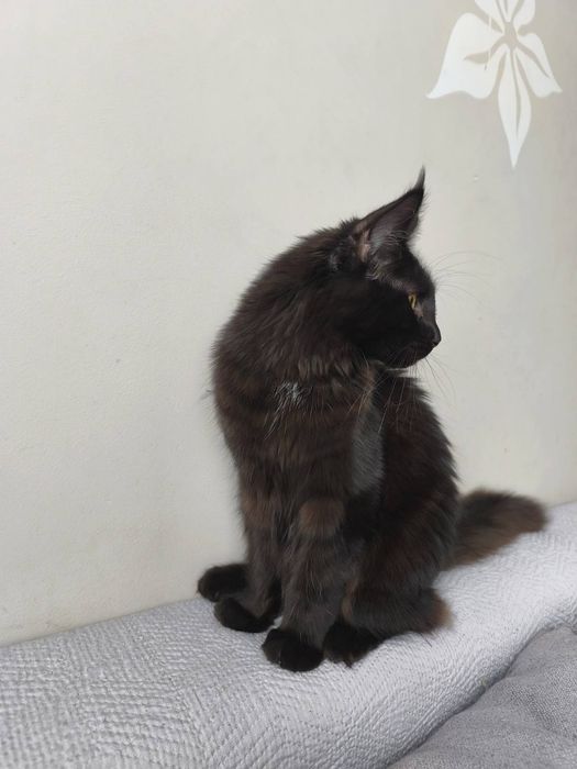 Gracja z de Sueno*PL kotka Czarna Maine Coon FPL