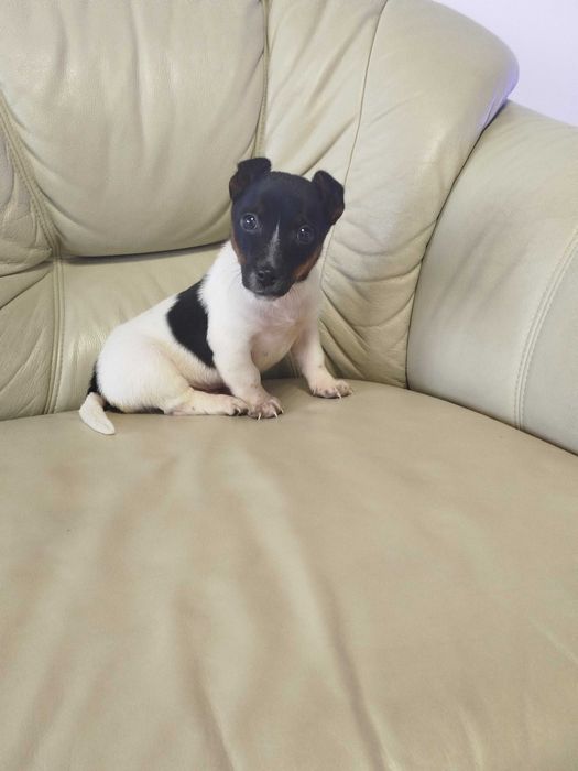 Jack Russell Terrier piesek tel.-5.7.5.3.0.2.0.3.9.