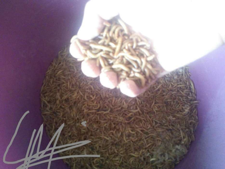 Tenebrio (alimento vivo)