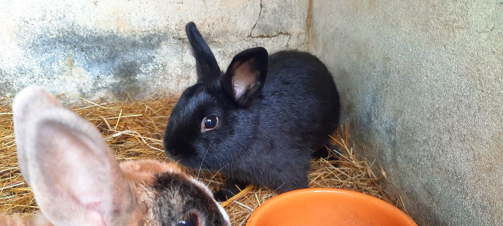 Ceolhos Anao Holandes/netherland Dwarf