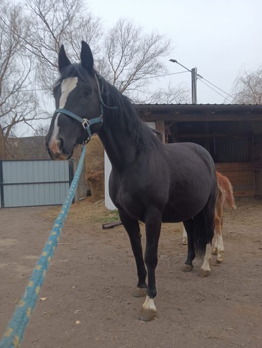 Sprzedam klacz z źrebakiem