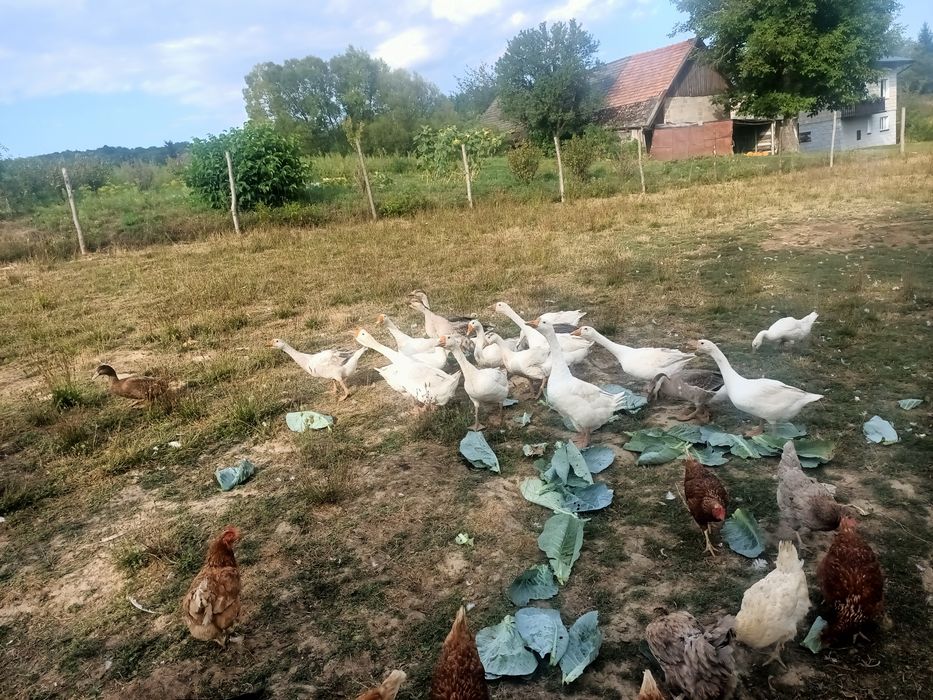 Młode gęsi sprzedam