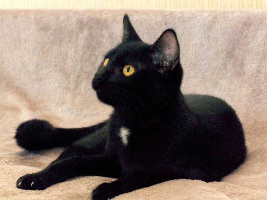 Гарний грайливий котик Франциско чекає на кото-батьків (4 міс.). Кот