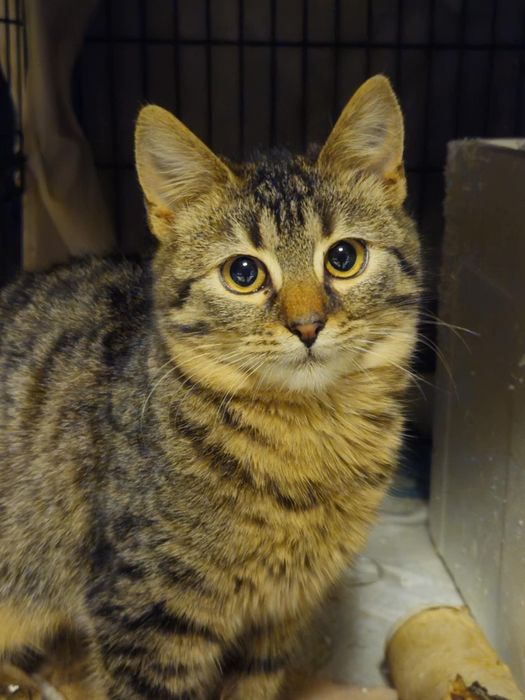 Klasyczne pręgusy do oddania