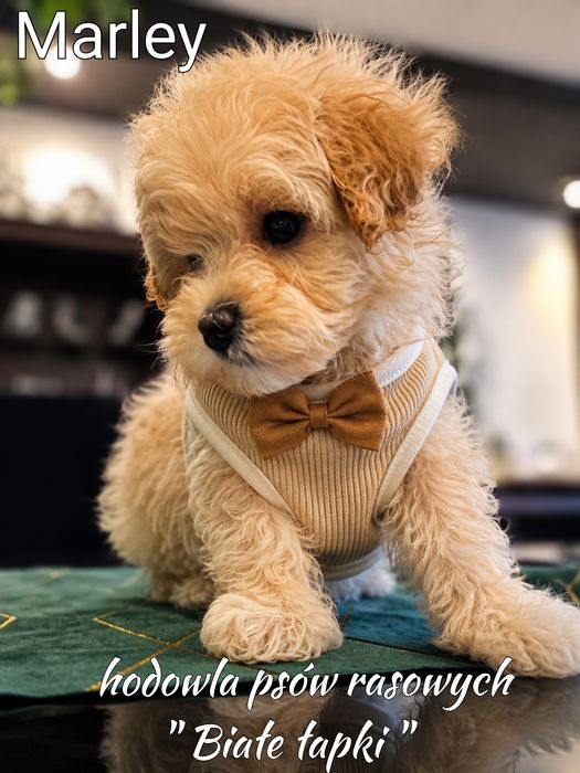 Piesek Maltipoo miniaturka