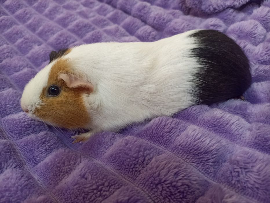 Продам морскую свинку