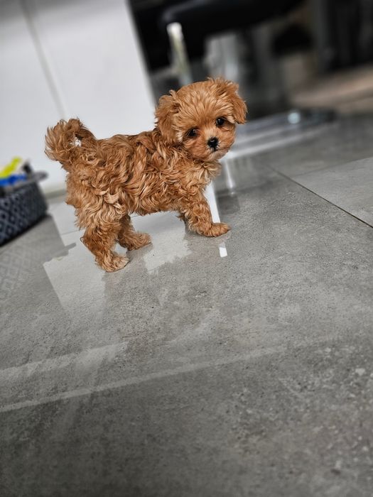 Zobacz Filmik Unikatowa Ciemn Dziewczynka  Maltipoo