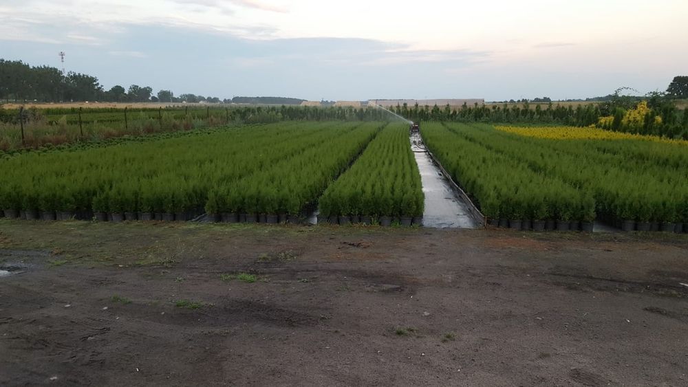 Tuja, tuje szmaragd wysokość 90cm-170cm. Szkółka Krupocin.