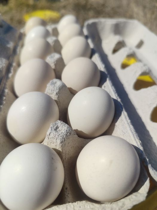 Ovos Ayam Cemani Fertelizados