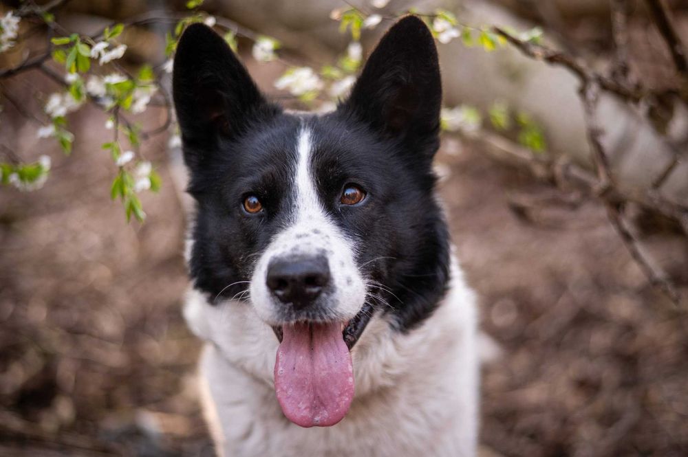 Piękny MIZU do adopcji!