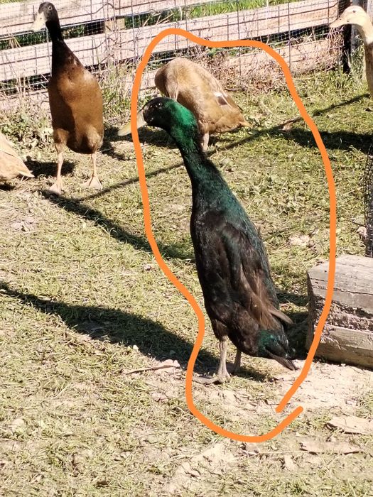 Parka biegusow. Jajka od kaczek  biegusow. ..