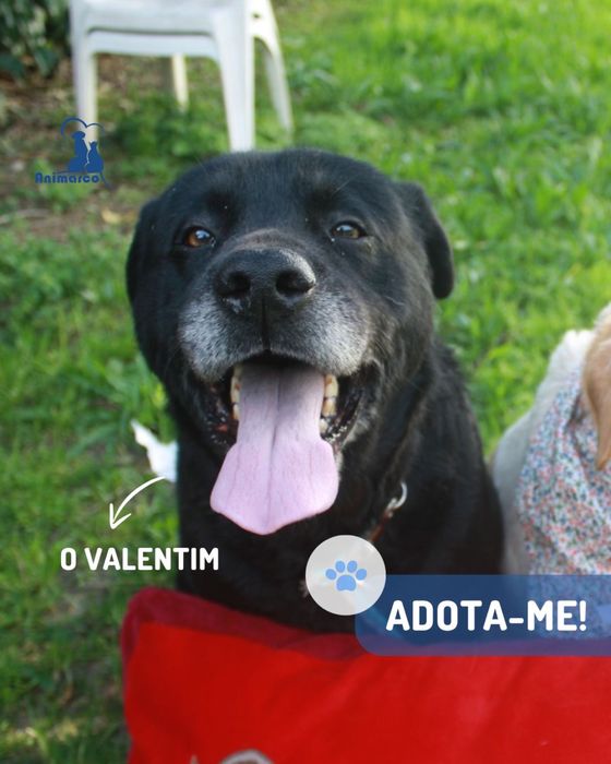 Valentim - cao de porte medio grande