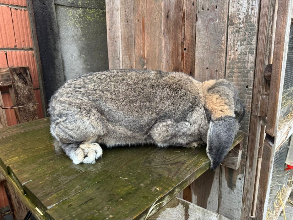 Samica baran francuski szary