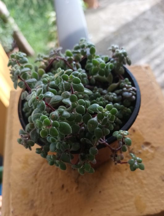 Suculentas primaveris