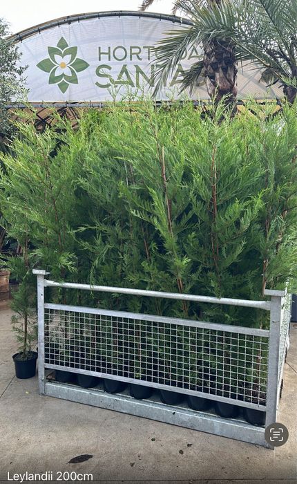 Cupressus Leylandii 100-150CM-200CM - 300CM