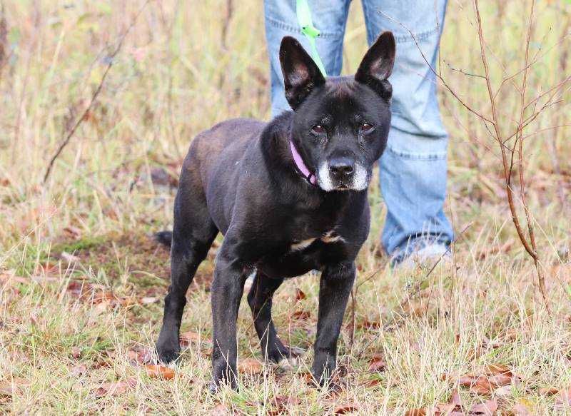 Wesoły, bezproblemowy Lizak szuka domu
