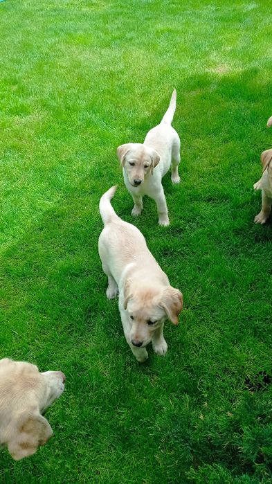 Лабрадори з документами