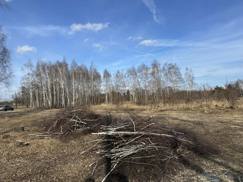 Oddam gałęzie po wycince 10 brzóz łódź ul. Marmurowa/ Opolska