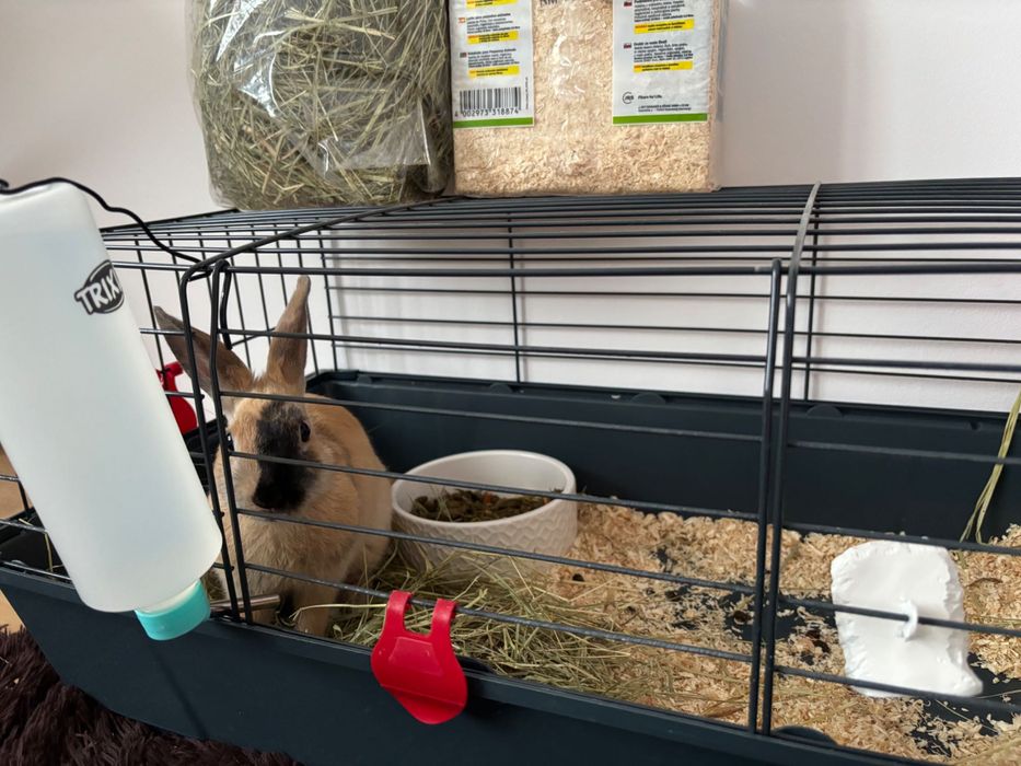 Królik na sprzedaż