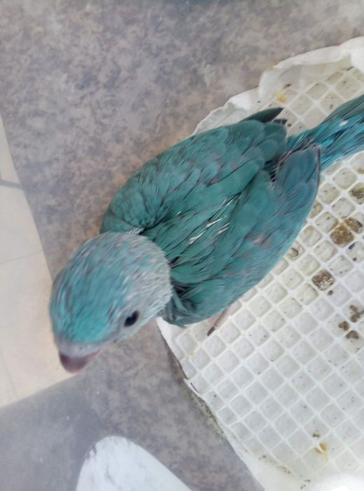 Ring necks bebés para acabar de criar a mão