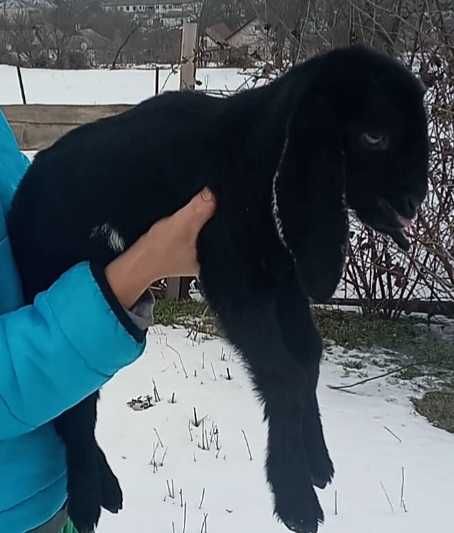 Англонубійські козенята, козлик, козочка