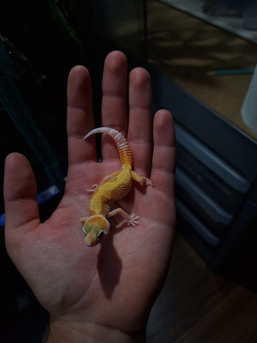 Gekon lamparci orzesiony terrarium