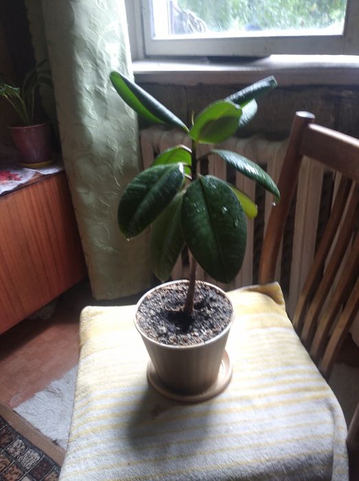 Продам 2 вазона фикус 300грн шт