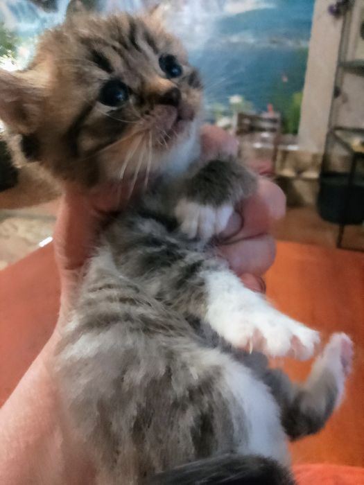 Усатая милота девочка
