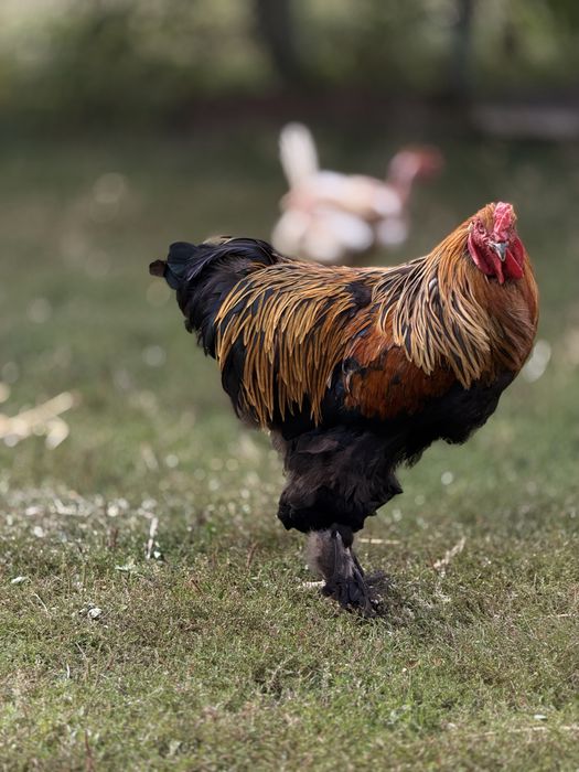 Продам півня Брама