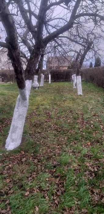 Ogrodnik Pielęgnacja utrzymanie terenów zielonych Usługi ogrodnicze