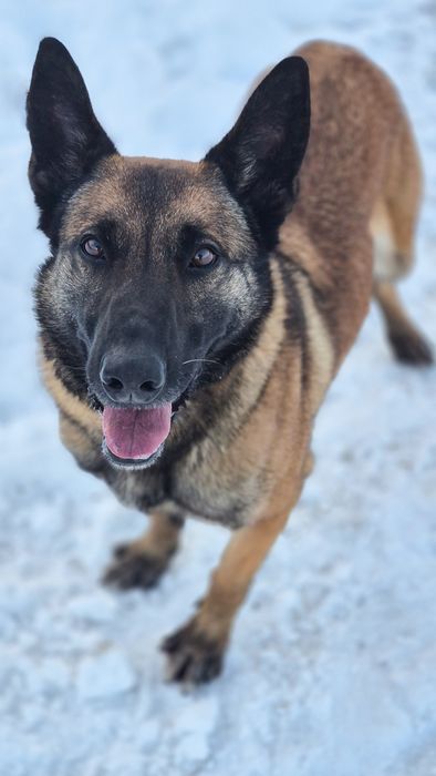 Suczka w typie owczarka belgijskiego szuka domu / do adopcji