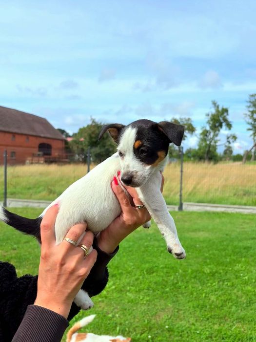 Jack Russell Terrier