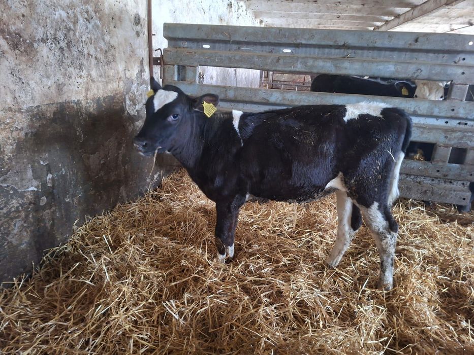 Sprzedam jałówki 3 szt HF