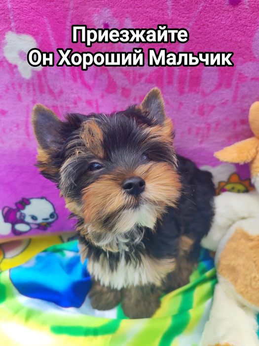 Йоркширский терьер