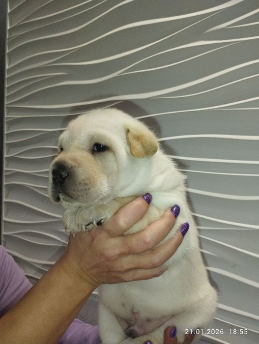 Метисы Шарпея белый мальчик  2 девочки