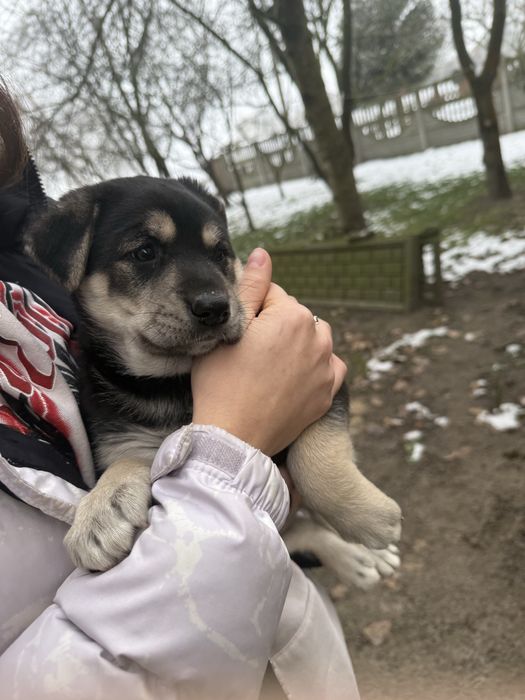 2 małe szczeniaki szukają domu