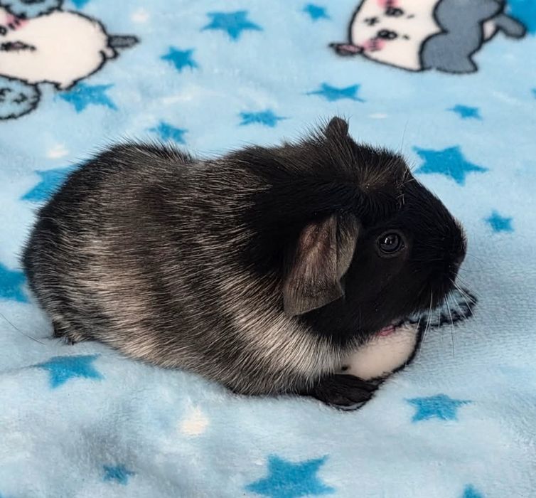 Дівчинка морська свинка п-к "Малютка Піг"