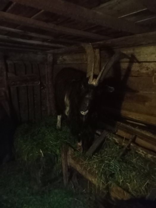 Продам Козла