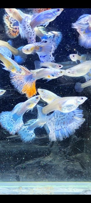 Gupik gupiki mozaika platynowa czerwona i niebieska