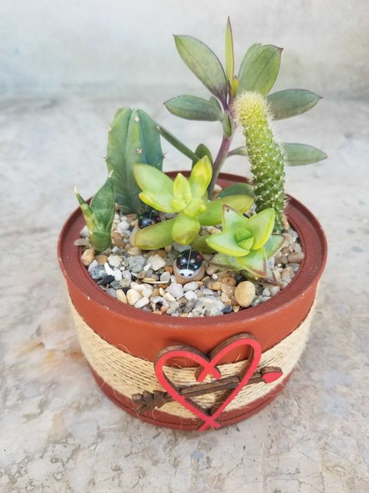 Arranjo de Suculentas64585834300035121