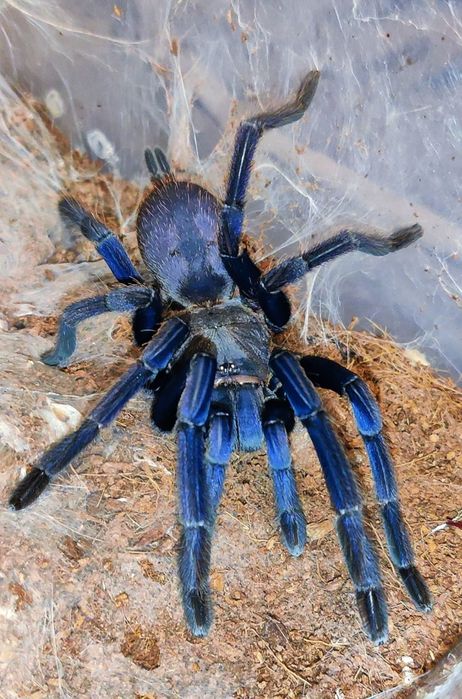 Ptasznik Chilobrachys blue vietnam samica 2DC