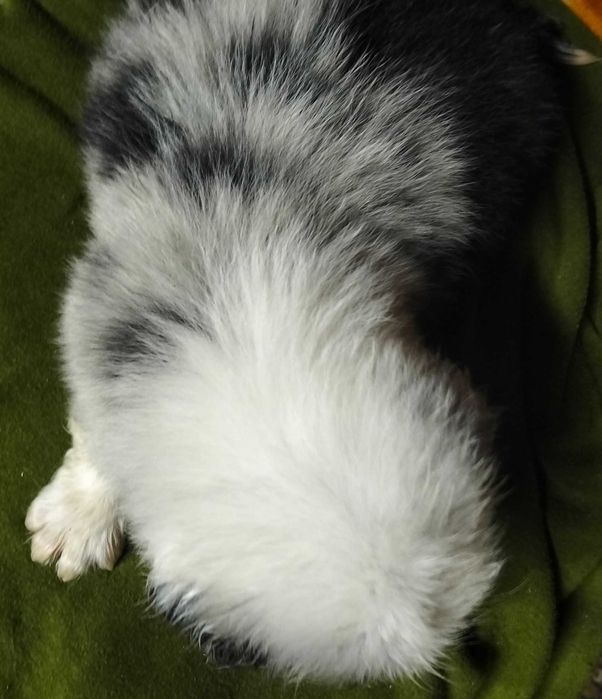 Border collie blue merle