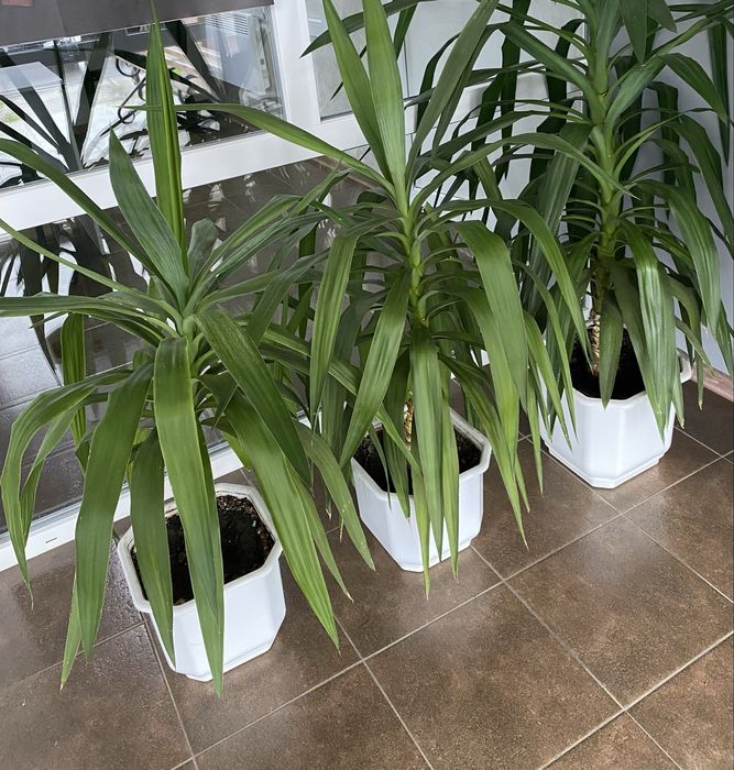 Пальма Юка 6 штук