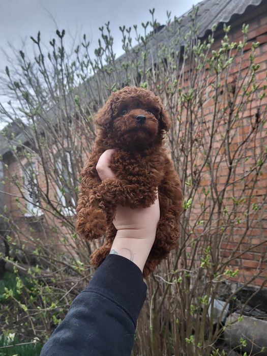 Той пудель toy poodle червоний red