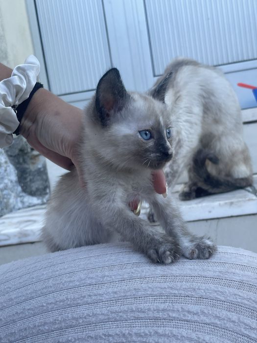 Gatinhos para adoção