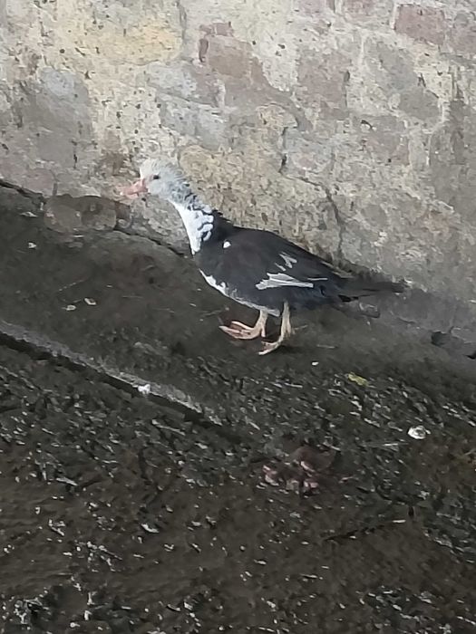 Sprzedam kaczki młode i starsze